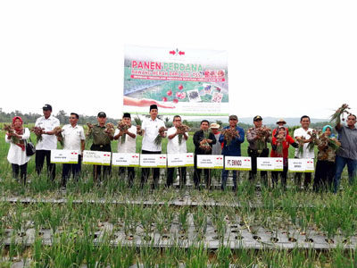 Bupati Mursini Lakukan Panen Perdana Bawang Merah Poktan Serba Jadi Desa Kinali